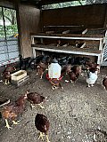 Chickens Hens & Roosters